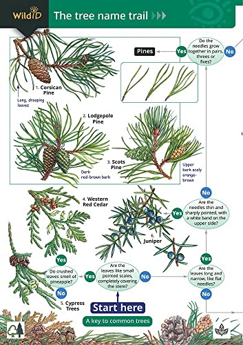 Beispielbild fr Tree Name Trail zum Verkauf von Blackwell's