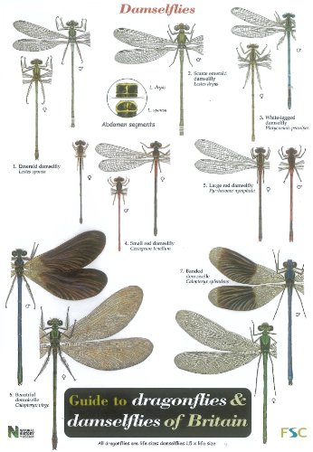Beispielbild fr Wildlife World Dragonflies and Damselflies Field Guide zum Verkauf von WorldofBooks