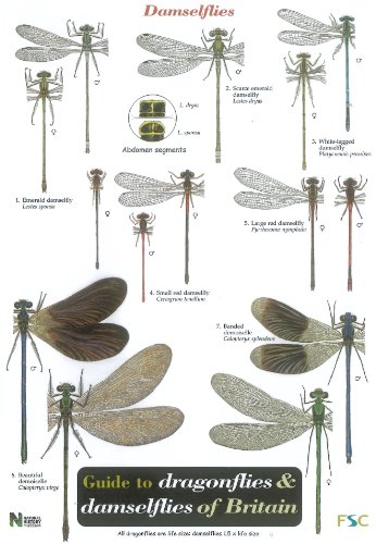 Stock image for A GUIDE TO DRAGONFLIES AND DAMSELFLIES OF BRITAIN. Text by Steve Brooks, illustrations by Richard Askew. A Field Studies Council publication. Laminated fold-out chart. for sale by Coch-y-Bonddu Books Ltd