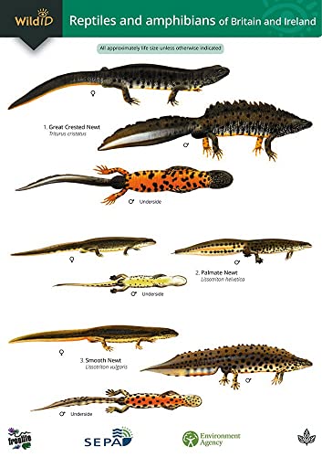 Imagen de archivo de A Guide to the Reptiles and Amphibians of Britain &amp; Ireland a la venta por Blackwell's