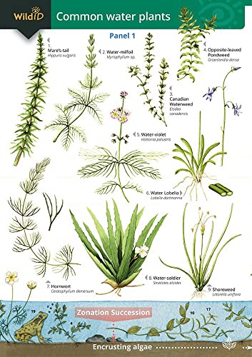 Stock image for Guide To Commoner Water Plants for sale by GreatBookPrices