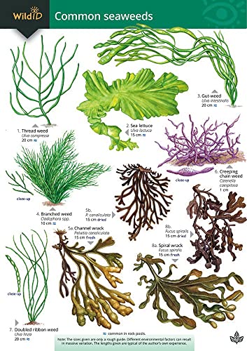 Stock image for KEY TO COMMON SEAWEEDS for sale by GreatBookPrices