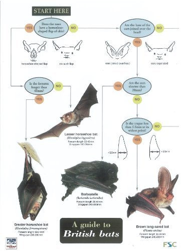 Beispielbild fr Wildlife World British Bats Field Guide zum Verkauf von WorldofBooks