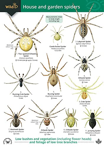 Stock image for House and Garden Spiders (WildID) for sale by WorldofBooks