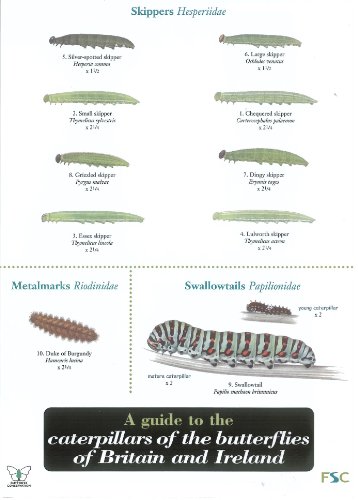 Stock image for Wildlife World Caterpillars British Butterflies Field Guide for sale by WorldofBooks