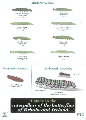 9781851538805: A Guide to Caterpillars of the Butterflies of Britain and Ireland