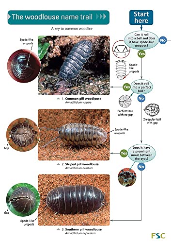 Stock image for The Woodlouse Name Trail for sale by GreatBookPrices