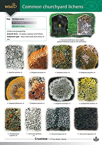 Imagen de archivo de Guide to Common Churchyard Lichens a la venta por Grand Eagle Retail