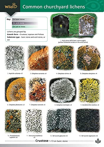 Stock image for Guide to Common Churchyard Lichens for sale by Grand Eagle Retail