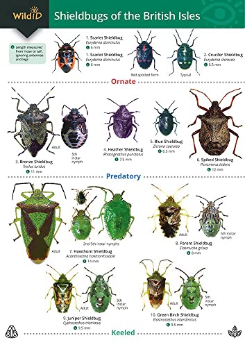 Stock image for Guide To Shieldbugs Of The British Isles for sale by GreatBookPrices