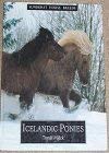Imagen de archivo de Icelandic ponies a la venta por Wonder Book