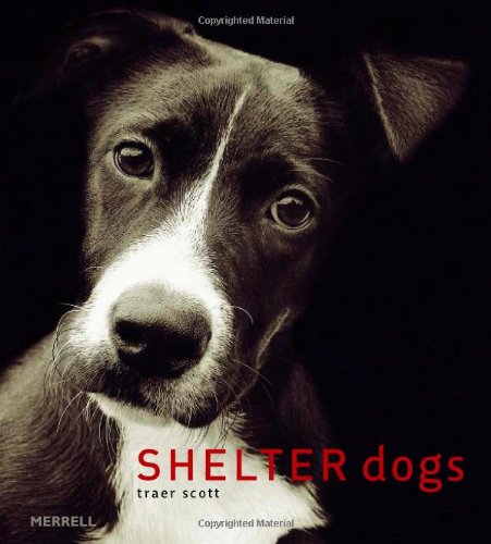 Beispielbild fr Shelter Dogs zum Verkauf von Wonder Book