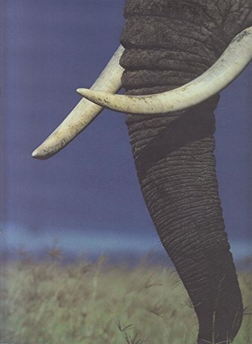 Beispielbild fr African Elephants zum Verkauf von WorldofBooks