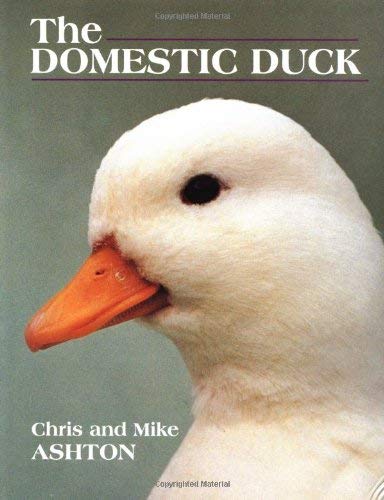 Stock image for The Domestic Duck for sale by Goldstone Books