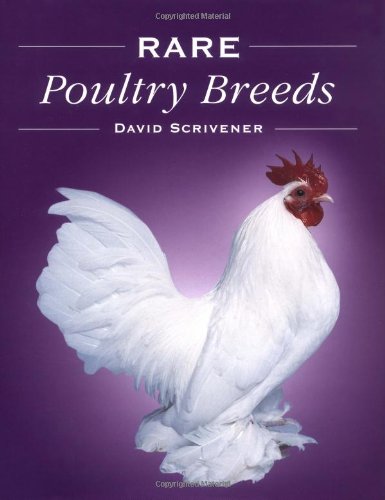 Imagen de archivo de Rare Poultry Breeds a la venta por Zoom Books Company