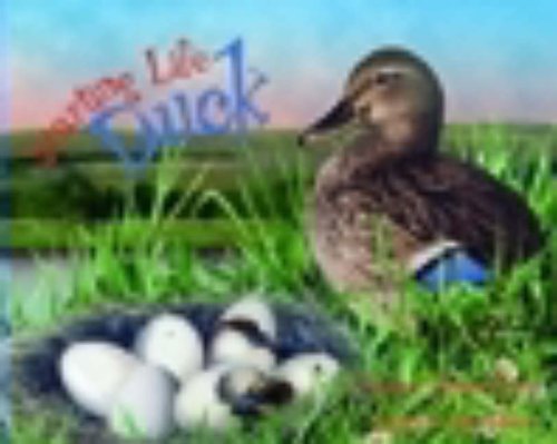 Stock image for Starting Life: Duck for sale by WorldofBooks