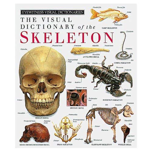 Stock image for THE VISUAL DICTIONARY OF THE SKELETON. Edited by Fiona Courtney-Thompson. for sale by Coch-y-Bonddu Books Ltd
