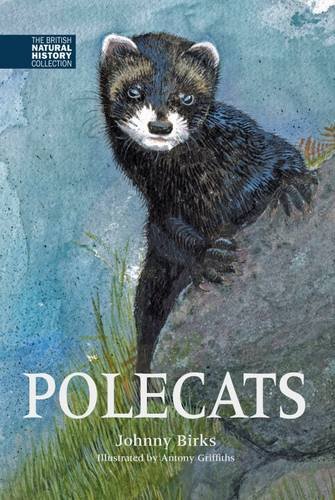 Stock image for Polecats BNHC Vol5 The British Natural History Collection for sale by PBShop.store US