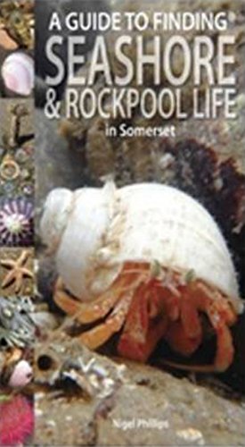 9781874357681: A Guide to Finding Seashore and Rockpool Life in Somerset