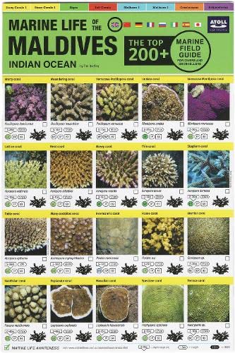 Stock image for Maldives Marine Life Field Guide for sale by PBShop.store US