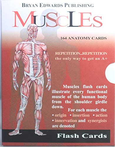 Stock image for The Muscles (Flash Anatomy) for sale by Mahler Books