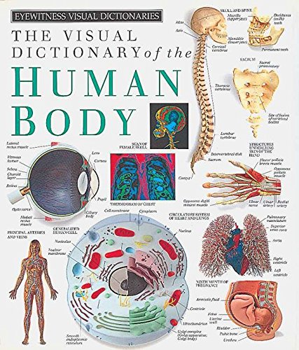 Beispielbild fr Eyewitness Visual Dictionaries: The Visual Dictionary of the Human Body (DK Visual Dictionaries) zum Verkauf von Wonder Book