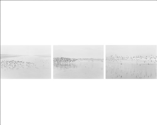 9781880146620: Robert Adams: Light Balances / on 2012 Any Given Day in Spring