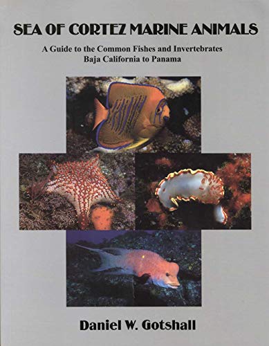 Stock image for Sea of Coretz Marine Animals for sale by SecondSale