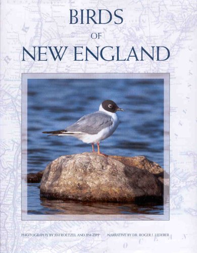 Beispielbild fr Birds of New England zum Verkauf von ThriftBooks-Atlanta
