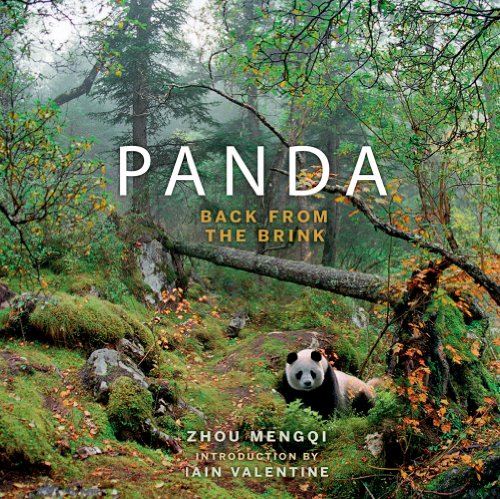 Stock image for Panda: Back from the Brink. Zhou Mengqi for sale by HPB-Ruby