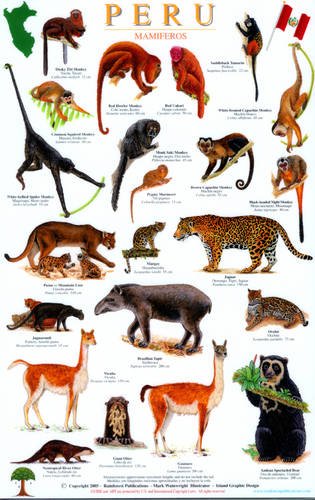 Stock image for Peru Mammals Guide (English and Spanish Edition) for sale by Blindpig Books