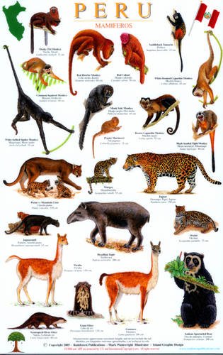 9781888538748: Peru Mammals Guide (English and Spanish Edition)