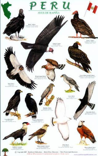 Peru Raptors Bird Guide (English and Spanish Edition) (9781888538755) by Robert Dean; Mark Wainwright