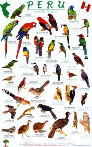 Stock image for Peru Forest Bird Guide (English and Spanish Edition) for sale by Blindpig Books