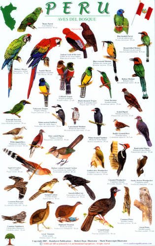 9781888538779: Peru Forest Bird Guide (English and Spanish Edition)