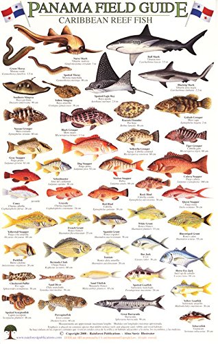 Panama Caribbean Reef Fish Identification Guide (Laminated Single Sheet ...