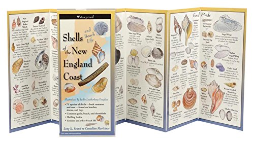 Stock image for The Ultimate Guide to Shells and Beach Life of the New England Coast for sale by Save With Sam