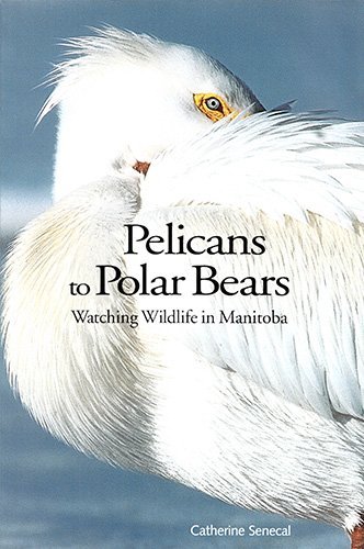 Pelicans to Polar Bears: Watching Wildlife in Manitoba