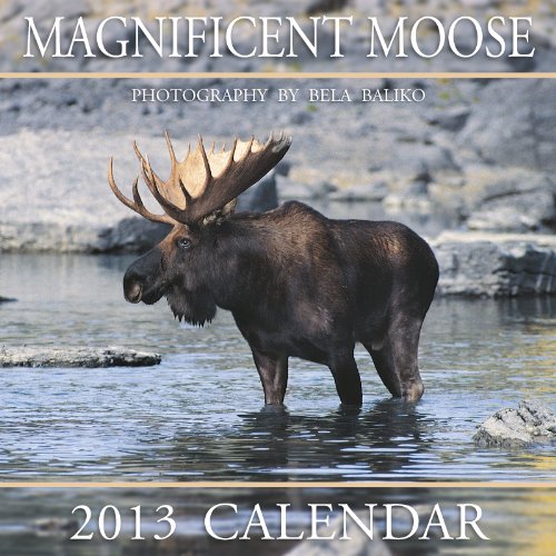 9781897574881: 2013 Magnificent Moose
