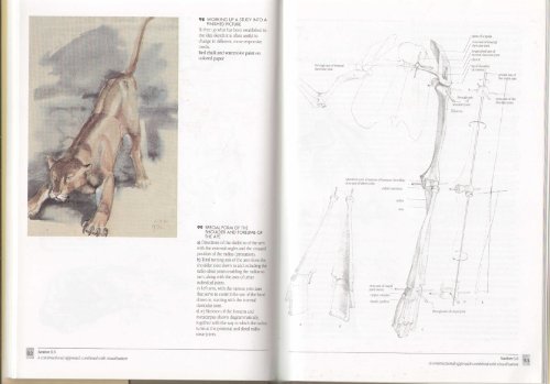 Stock image for Artists Guide to Animal Anatomy an Illustrated for sale by ThriftBooks-Dallas