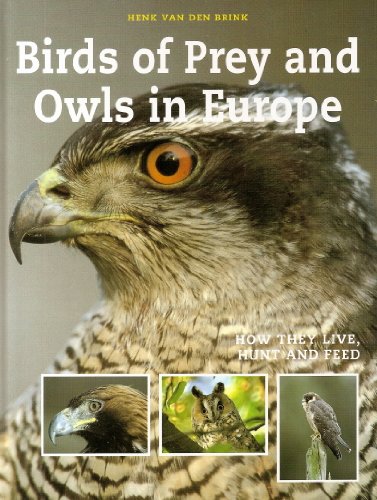 Stock image for Birds of Prey for sale by WorldofBooks