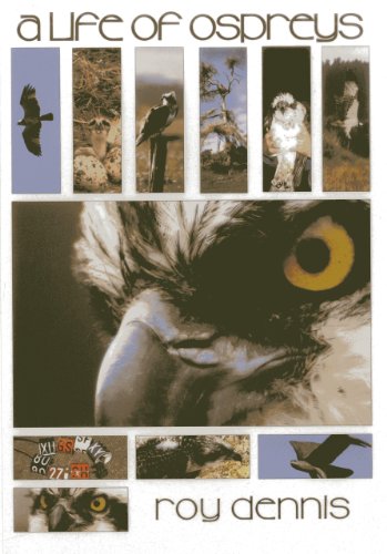Stock image for A Life of Ospreys for sale by WorldofBooks