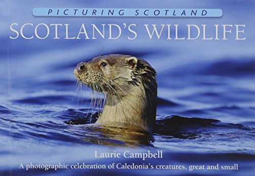 Stock image for Scotland's Wildlife: Picturing Scotland: A photographic celebration of Caledonia's creatures, great and small for sale by WorldofBooks