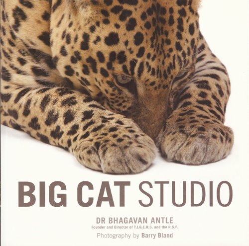 Imagen de archivo de Big Cat Studio a la venta por HPB-Emerald