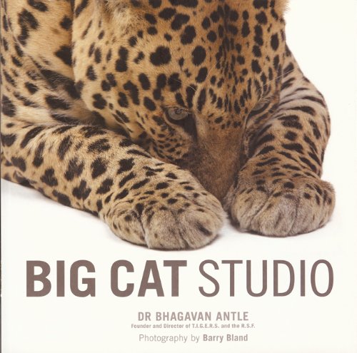 Stock image for Big Cat Studio for sale by HPB-Emerald