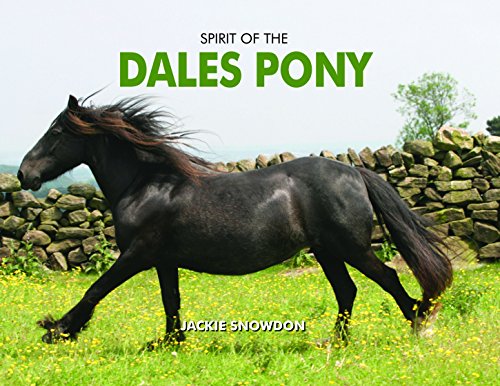 Stock image for Spirit of the Dales Pony for sale by Blackwell's
