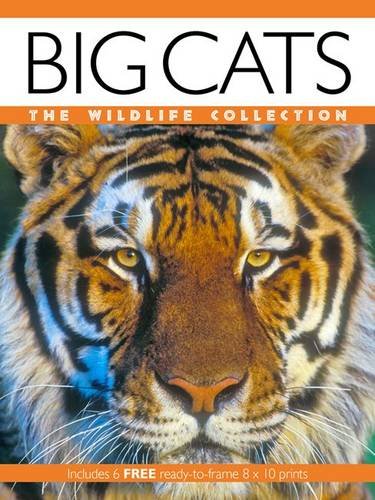 Imagen de archivo de Big Cats (Wildlife Collection) a la venta por AwesomeBooks