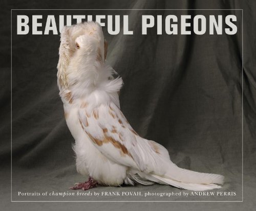 Stock image for Beautiful Pigeons for sale by Books of the Smoky Mountains