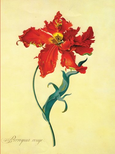 Beispielbild fr Card Wallet : Parrot Tulip zum Verkauf von Books From California