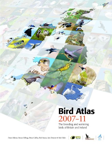 Beispielbild fr Bird Atlas 2007-11: The Breeding and Wintering Birds of Britain and Ireland zum Verkauf von Cambridge Rare Books